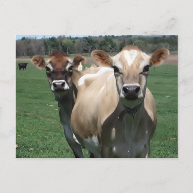 Carte Postale Vaches de Jersey (Devant)