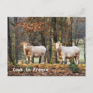 Carte Postale Vaches en France