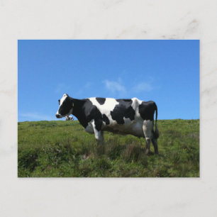 Carte postale Vaches heureuses
