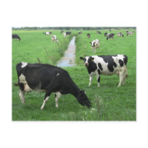 Carte postale Vaches laitières