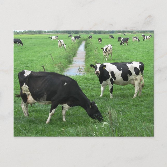 Carte postale Vaches laitières (Devant)