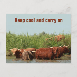 Carte Postale Vaches Longhorn gardant cool et continuant