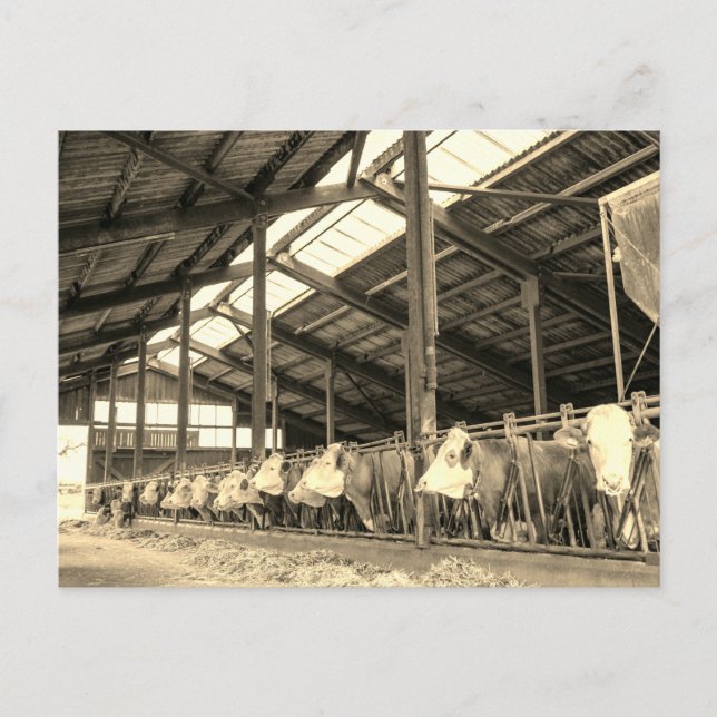 Carte Postale Vaches mangeant du foin dans les mouches (Devant)