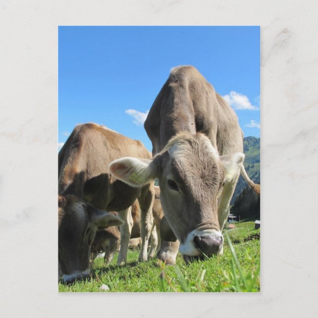 Carte Postale Vaches mignonnes en Autriche (Devant)