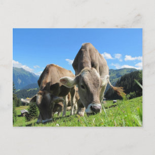 Carte Postale Vaches mignonnes en Autriche
