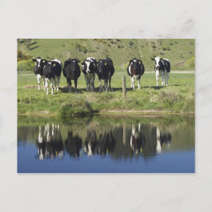 Carte Postale Vaches reflétées dans le canal, Henley, plaine de