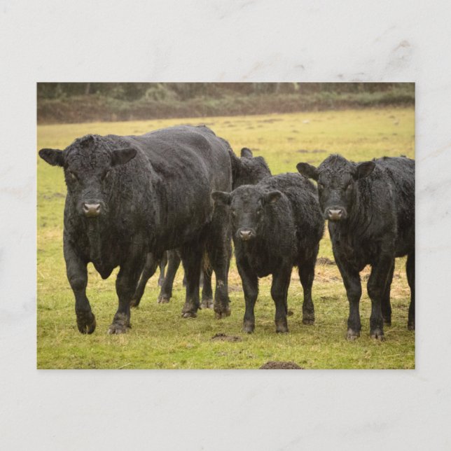 Carte Postale Vaches sous la pluie (Devant)