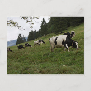 Carte Postale Vaches suisses