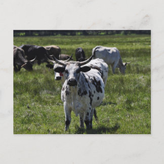 Carte Postale Vaches sur le grand pré