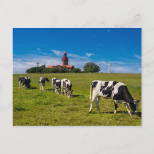 Carte Postale Vaches sur une prairie avec phare