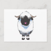 Carte postale Valais Black Nose Sheep