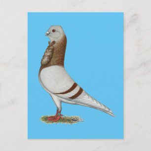 Carte Postale Valencienne Figurita Pigeon