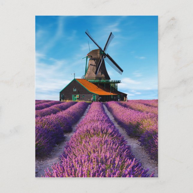 Carte Postale Valensole Lavender Fields France (Devant)