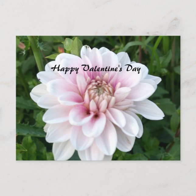 Carte postale valentine avec dahlia blanche et ros (Devant)