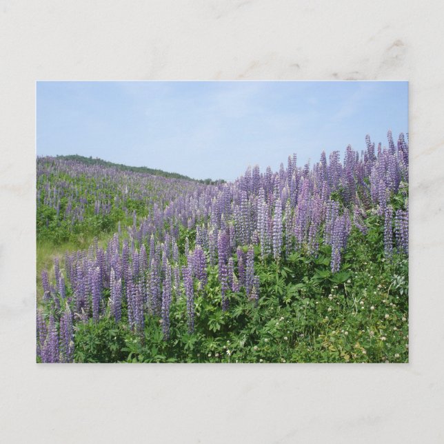 Carte Postale Vallée de Lupine (Devant)
