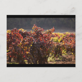 Carte Postale Vallée de Sonoma - Zinfandel