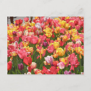 Carte Postale Vallée des tulipes