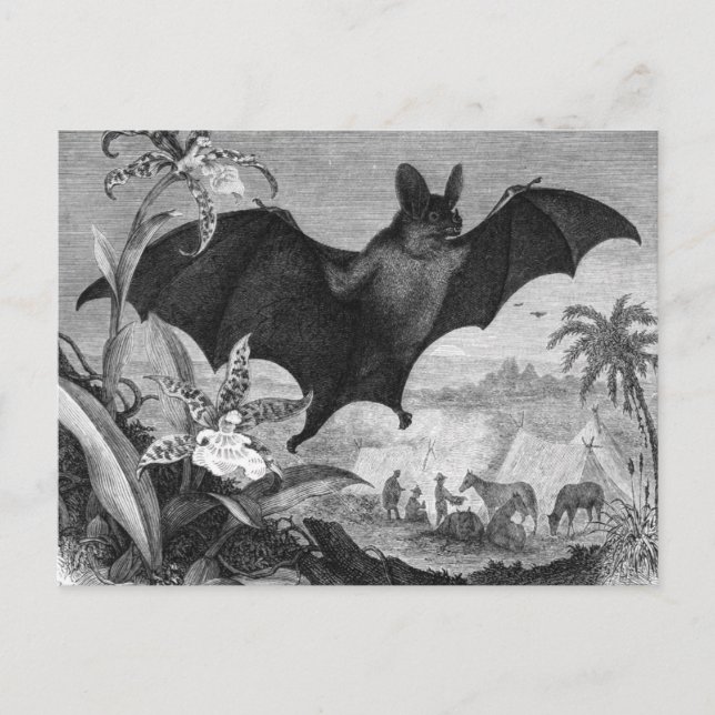 Carte Postale Vampire Bat (Devant)