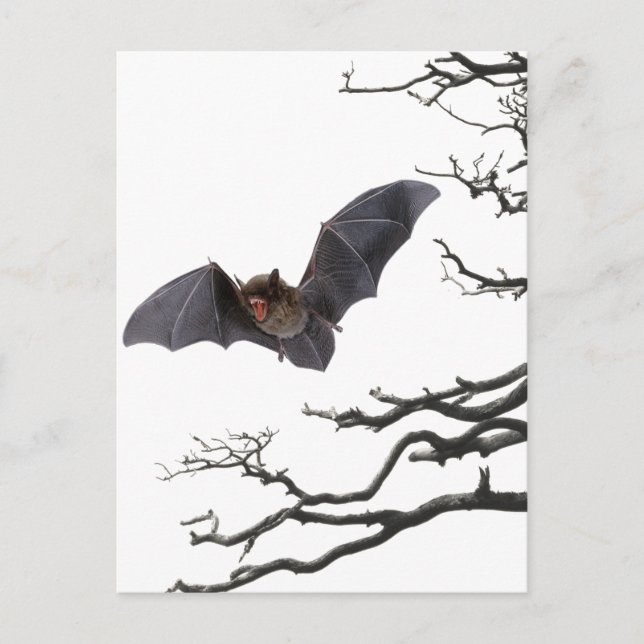 Carte Postale Vampire chauve-souris, Gothique, Dracula, chauve-s (Devant)