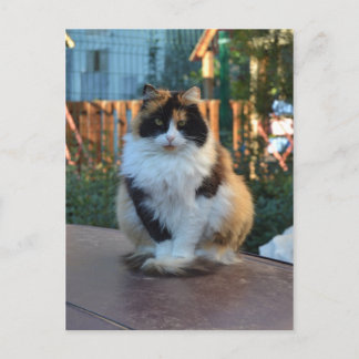 Carte Postale Van turc