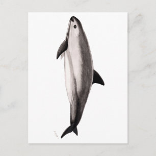 Carte Postale Vaquita