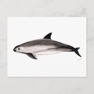Carte Postale Vaquita