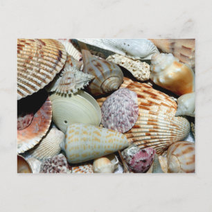 Carte Postale Variété de coquillages sur la plage Photo