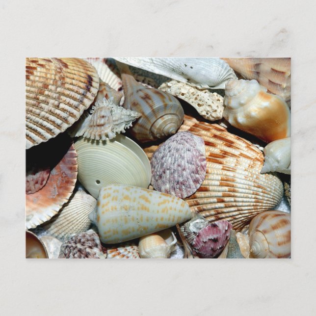 Carte Postale Variété de coquillages sur la plage Photo (Devant)