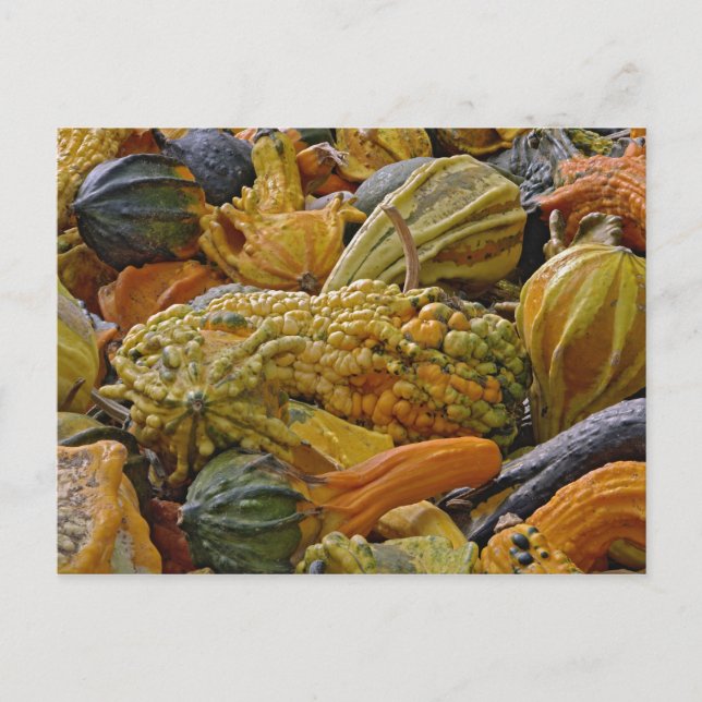 Carte Postale Variété de courge (Devant)