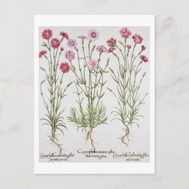 Carte Postale Variété de Dianthus, du "Hortus Ey" (Devant)