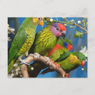Carte Postale Various Birds