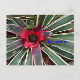 Carte postale Vase Plante