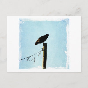 Carte Postale Vautour