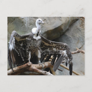 Carte postale Vautour