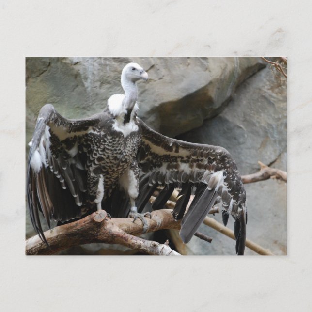 Carte postale Vautour (Devant)