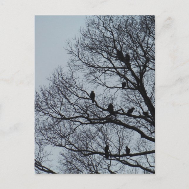 Carte Postale Vautour dans un arbre d'hiver (Devant)