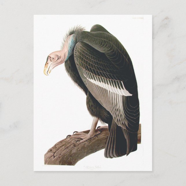 Carte Postale Vautour de Californie (Condor), Audubon Fine Art (Devant)