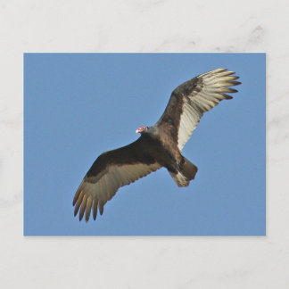 Carte Postale Vautour de Turquie