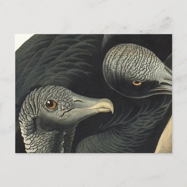 Carte Postale Vautours noirs, John James Audubon (Devant)