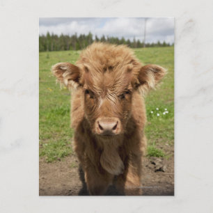 Carte Postale veau de bétail de Highland, près de Dufftown,