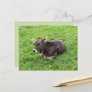 Carte Postale Veau mignon dans un pâturage, Allgäu, Bavière, All