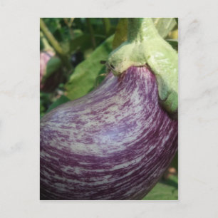 Carte Postale Veggie d'aubergine