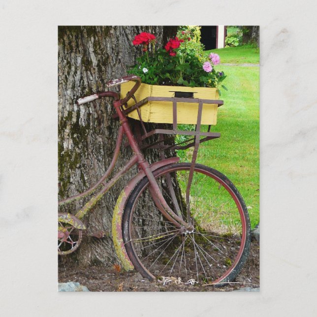 Carte Postale Vélo ancien ancien avec panier à fleurs (Devant)