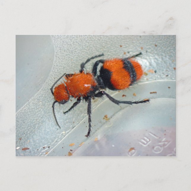 Carte Postale Velvet Ant. (Devant)
