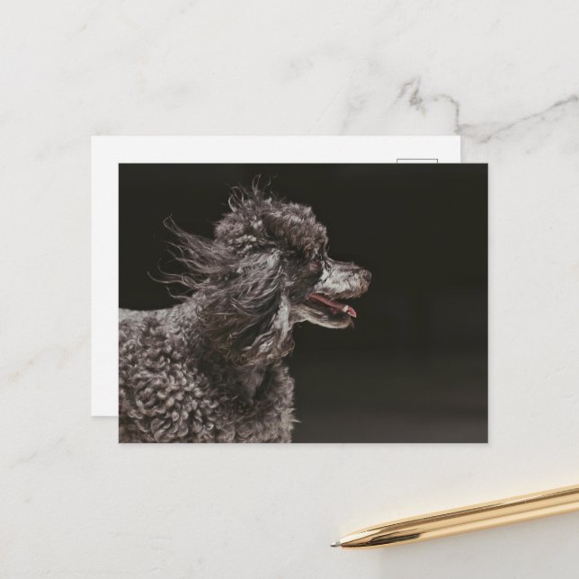 Carte Postale Vent de tête de chien de caniche noir mignon (Devant/Arrière en situation)