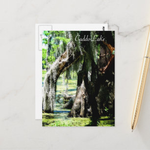 Carte postale - Ventilateur Cypress