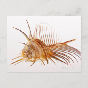 Carte Postale Vénus Comb Murex shell (Murex pectin) contre