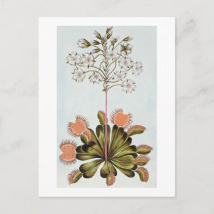 Carte Postale Vénus Piège à mouches, plaque 84, de 'Collection P