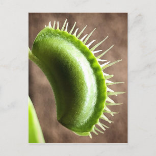 Carte Postale Vénus Trap