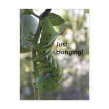 ver à tomates / Caterpillar